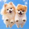 pomeraniangrl